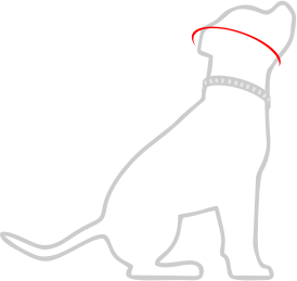 HOW TO MEASURE A DOG FOR SELECTING THE RIGHT SIZE OF HALF CHECK COLLARS?