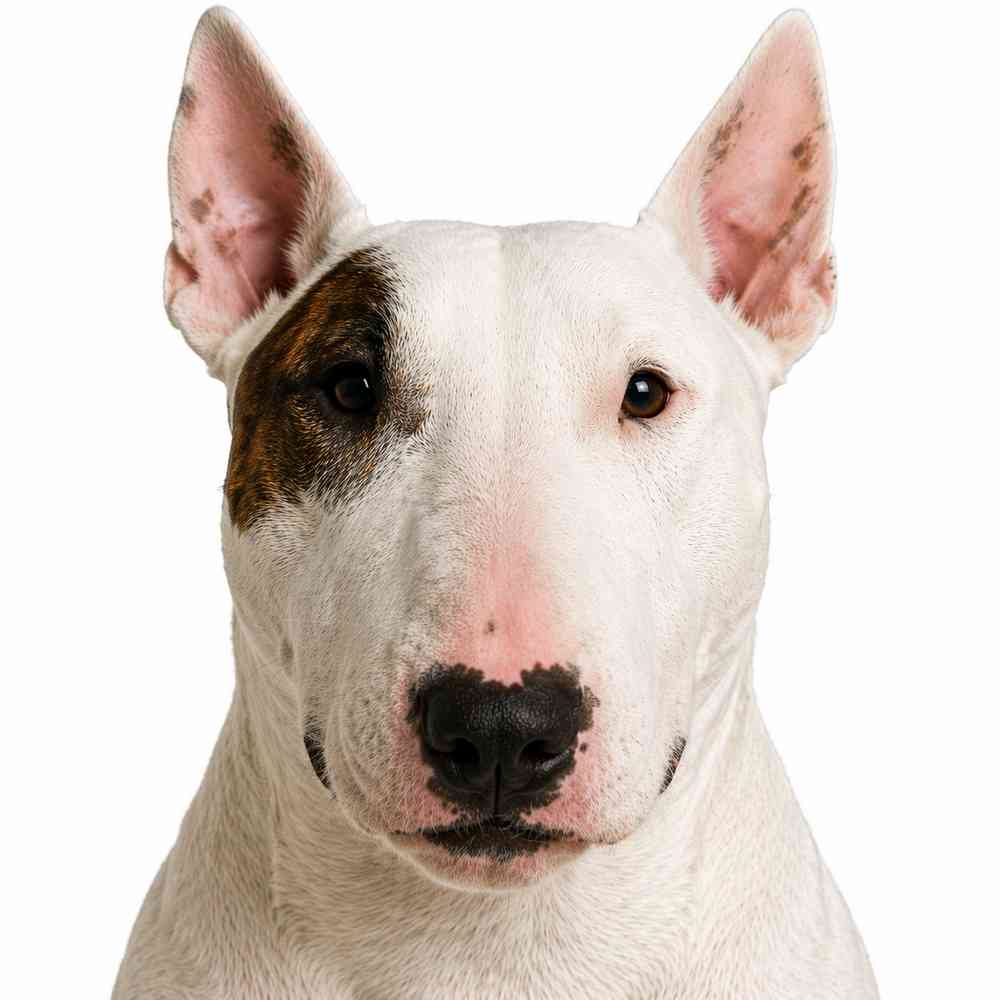 Bull Terrier