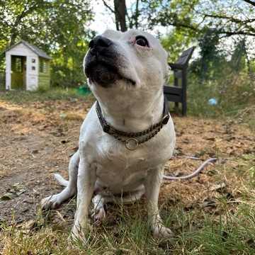 Nanook