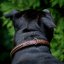 Hot Shot Classic Collar