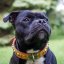 Brotherhood Classic Collar Brotherhood Classic Collar