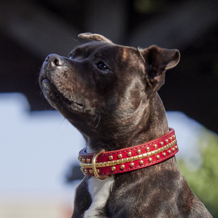 Collier Classique Beefy Bang Bang