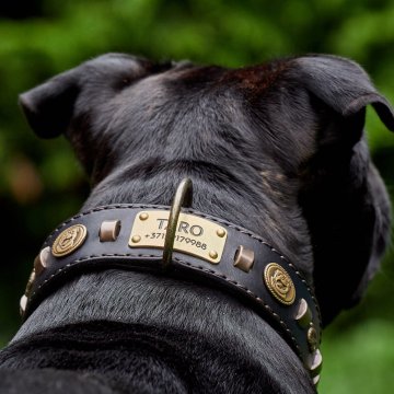 Collier Classique Renegade