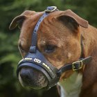 Dog Harnesses and Muzzles