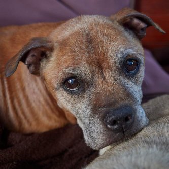 Quel âge a vraiment ton chien ? Plus que tu ne crois… 😉