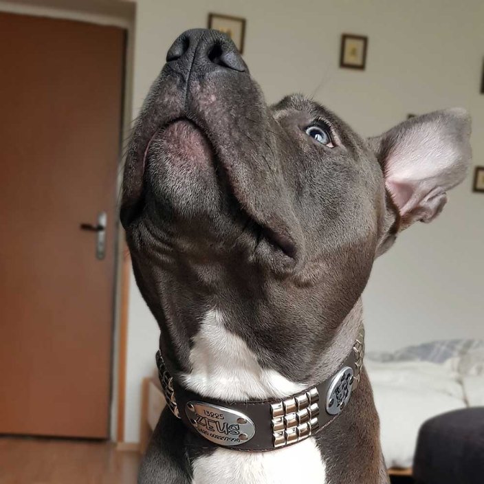 Bandit Classic Collar Bandit Classic Collar