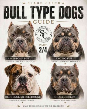 Guide des chiens de type bull, partie 2 : Bull & bully, la bande moderne
