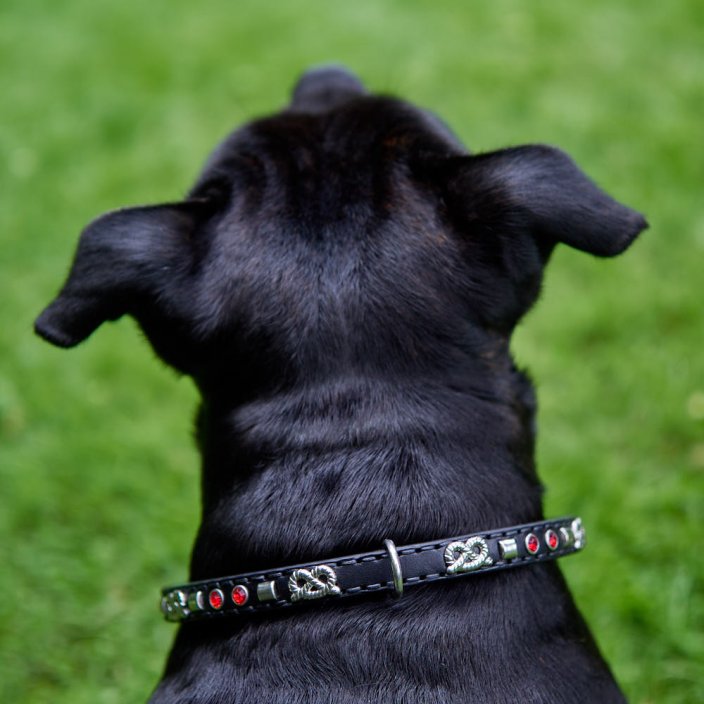 Prestige Classic Collar Prestige Classic Collar