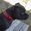 Classic Ghost Tracker Collar
