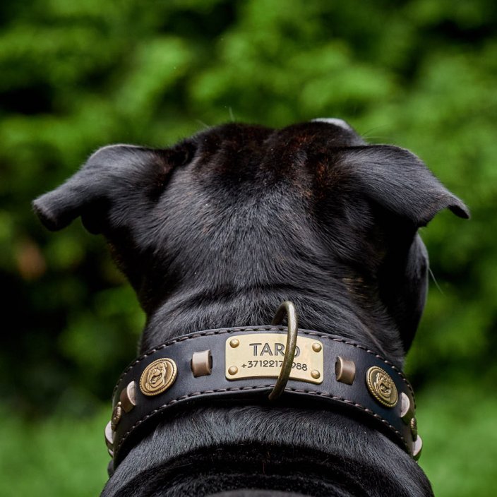 Renegade Classic Collar
