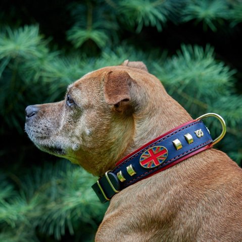 Pour les chiens qui tirent comme des furieux
