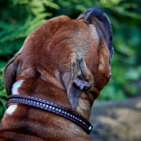 Puppy Staffy Collar Size Chart: How to Choose the Right Fit