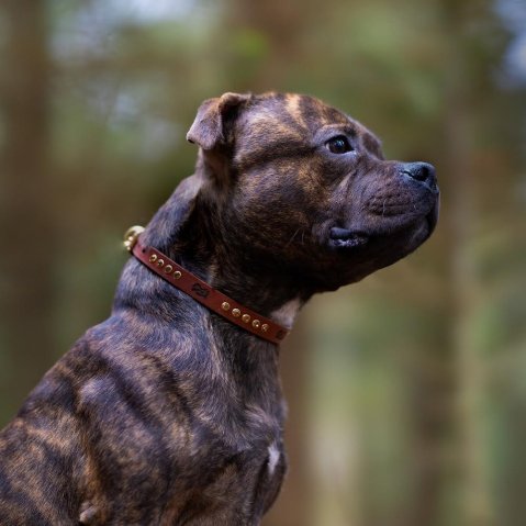 Quelle est la différence entre les colliers pour chiens à poil court et à poil long ?