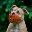 Whisper Muzzle