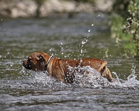 Psi a horko: Co by měl vědět každý pejskař v létě?