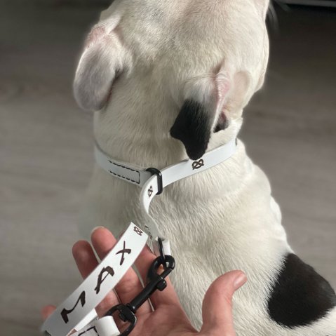 Which collar is best for a dog that pulls?