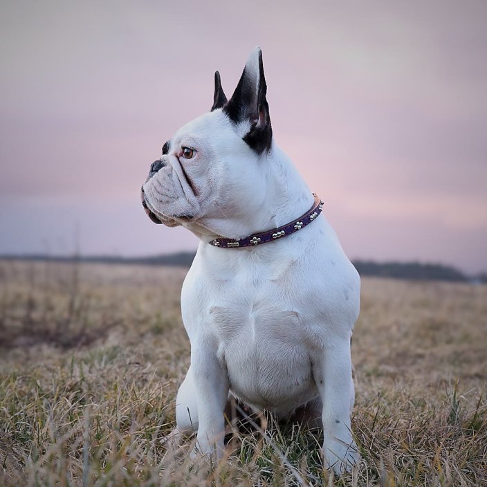 Balls Classic Collar