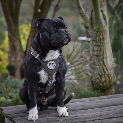 Harnais ou collier pour chien – Lequel choisir pour votre chien ?