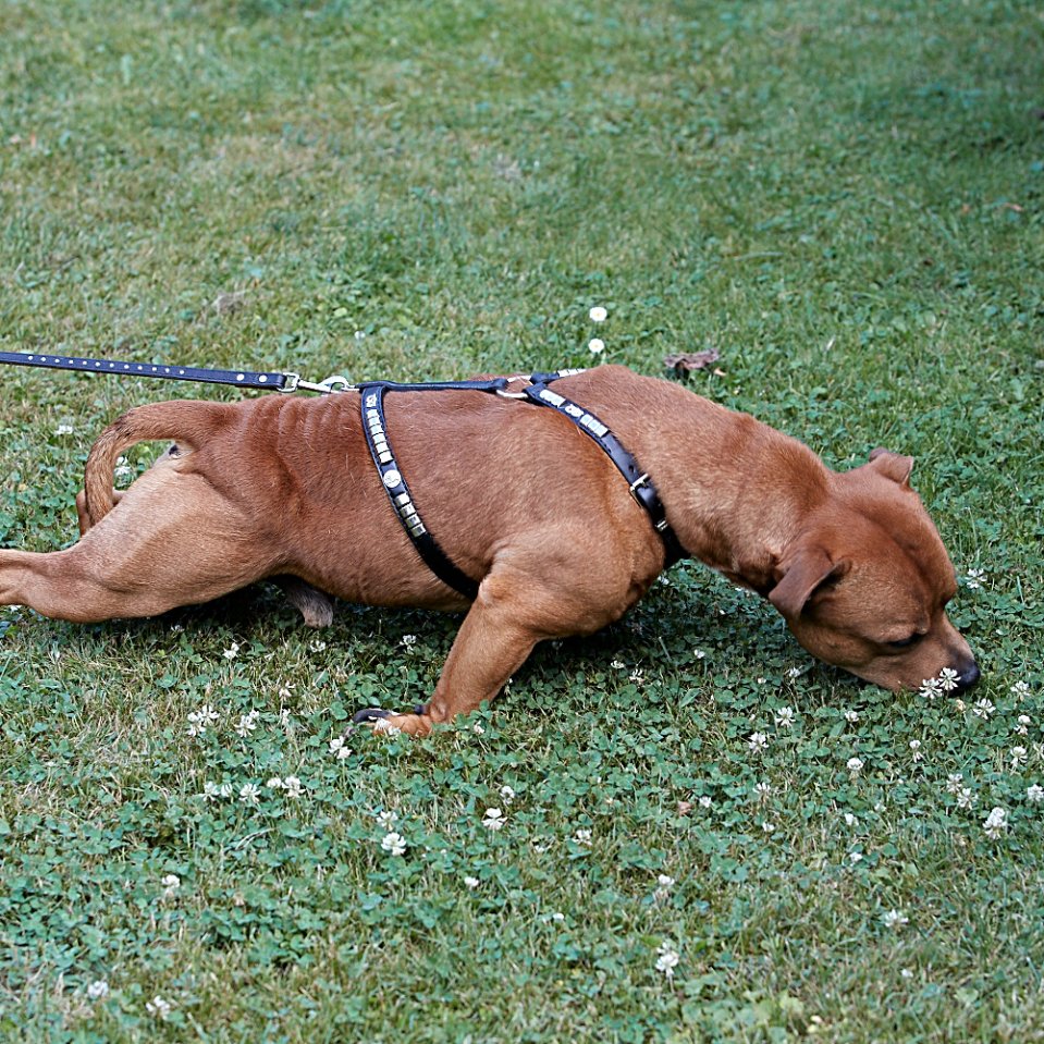 Which collar is best for a dog that pulls?