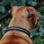 Swarovski Collar