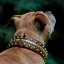 Beefy Bang Bang Classic Collar Beefy Bang Bang Classic Collar