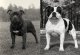 Staffordshire Bull Terrier 1990 vs 2026: Jak se změnilo jedno z nejoblíbenějších bull plemen?