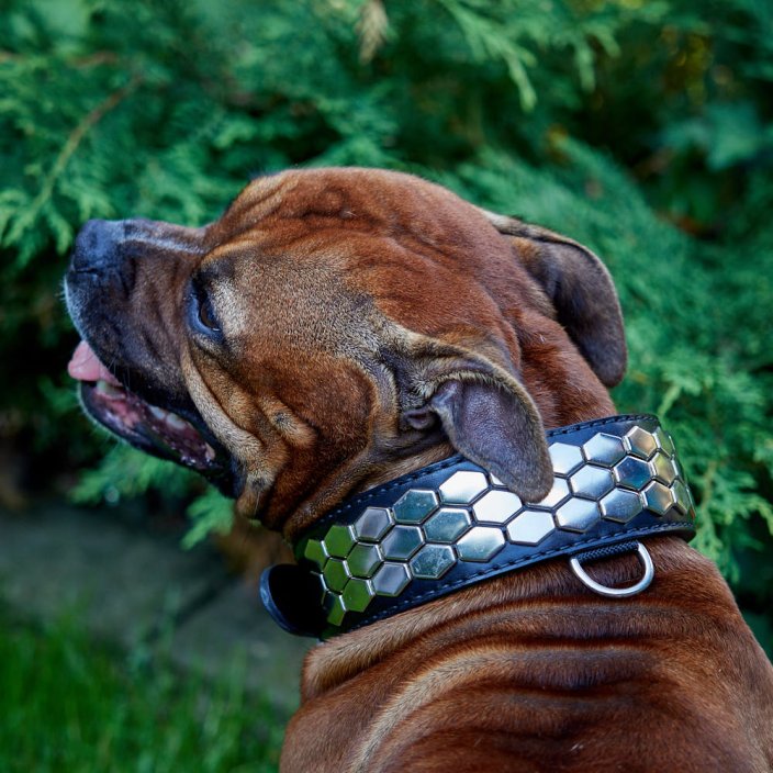 Hexagon Classic Collar Hexagon Classic Collar