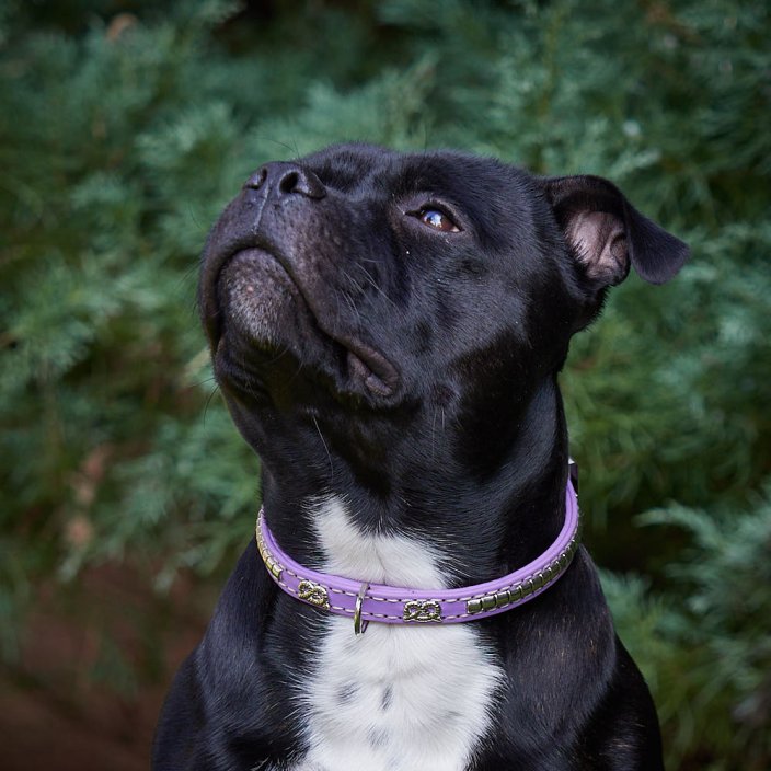 Kaytech  Hot Shot Collar