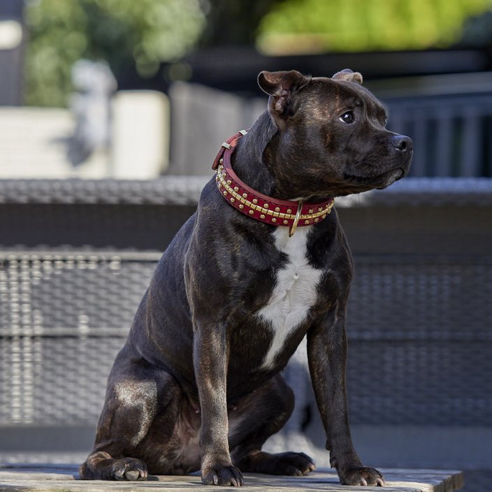 Collier Classique Beefy Bang Bang