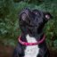 Kaytech Hot Shot Collar Kaytech Hot Shot Collar