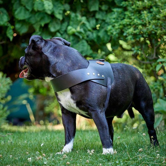 Britannia Leather Dog Harness