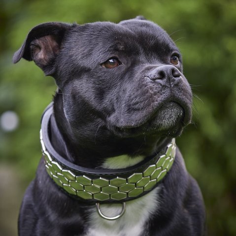 Collier en cuir ou en nylon : qu’est-ce qui tient vraiment le plus longtemps ?