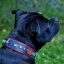 King's Colours Classic Collar King's Colours Classic Collar