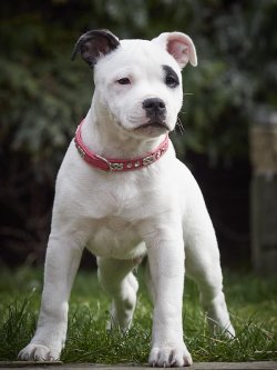 National Pet Day : les friandises, c’est facile. Le bon équipement, ça se choisit