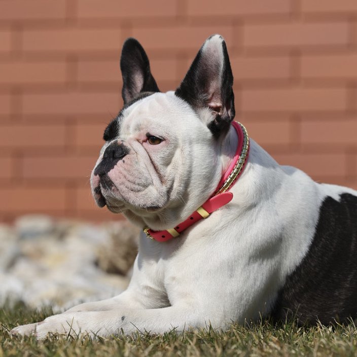 Django Collar Kaytech