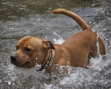Dogs & Heat: What Every Dog Owner Should Know in Summer?
