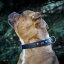 Vintage Paws Slade Czech Collar