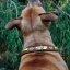 Basco Classic Collar