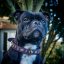 Beans Classic Collar Beans Classic Collar