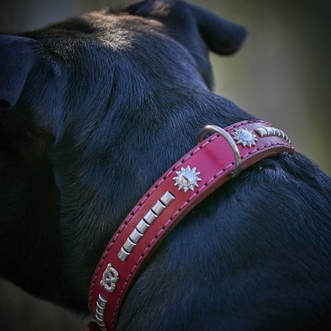 Pourquoi certains chiens détestent les colliers et comment leur faire aimer