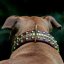 Beefy Bang Bang Classic Collar Beefy Bang Bang Classic Collar