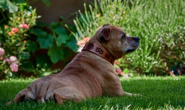 Level up your pet's style with a Slade Czech leather collar that shines their personality.