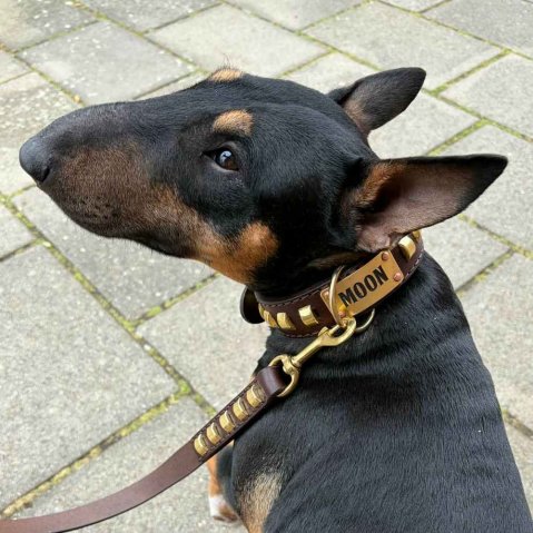 Goliash collar and Bull Terrier