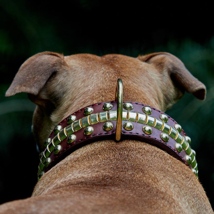Beefy Bang Bang Classic Collar Beefy Bang Bang Classic Collar