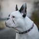 Quelle largeur choisir pour un collier de chien ?