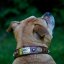 Renegade Classic Collar