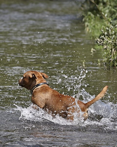 Psi a horko: Co by měl vědět každý pejskař v létě?