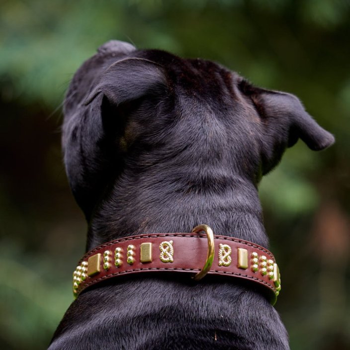 Brotherhood Classic Collar Brotherhood Classic Collar