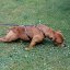 My Hero Harness My Hero Harness