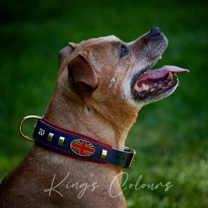 King's Colours Classic Collar
